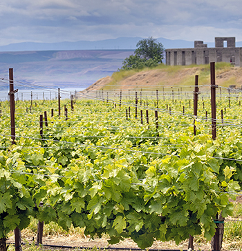 A vineyard spreads out toward the Columbia River at Maryhill