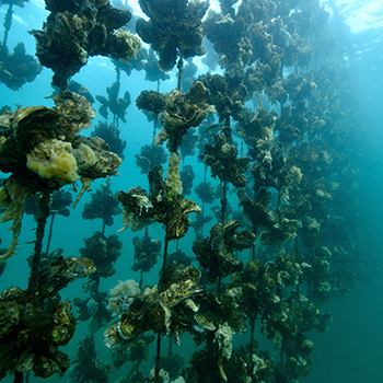 view of oyster farm underwater 