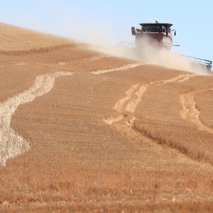 wheat harvest eastern Washington