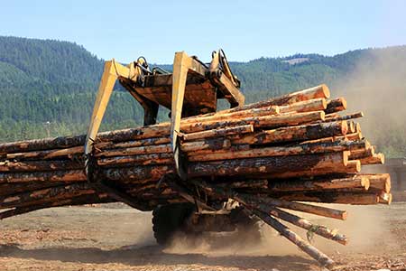 A tractor lifts a bunch of logs, ready for conversion into lumber.