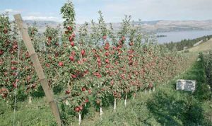 Apple orchards are ready for robots to start harvesting apples this fall.