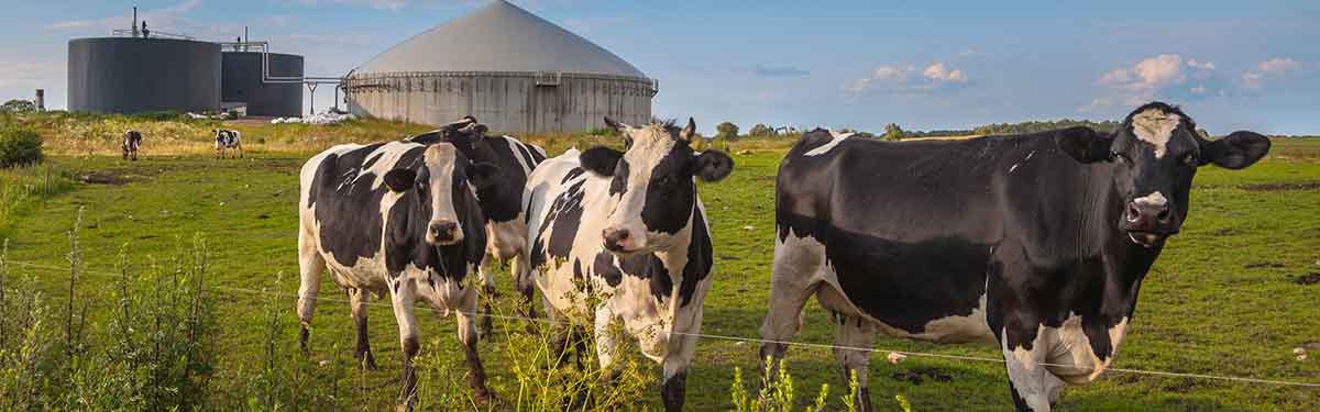 Three cows graze in front of a biofuel plant that converts dung into natural gas
