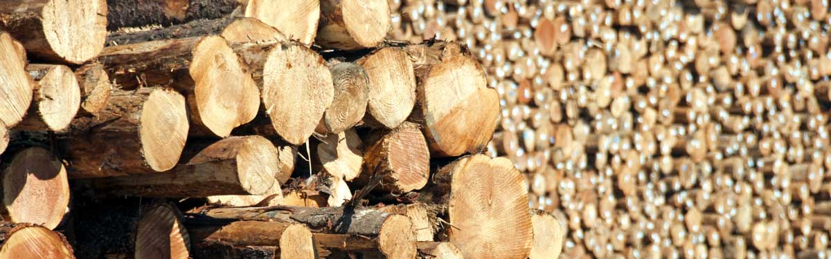 Harvested logs are stacked, awaiting further processing at a mill.