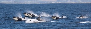 A pod of six Orcas crest in Puget Sound