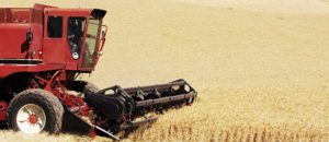 A harvester harvests wheat in Eastern Washington