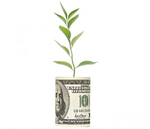 A rolled up bundle of one hundred dollar bills with a plant growing out of it