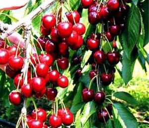 A tree branch filled with ripe cherries
