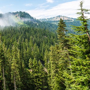 A scenic view of Washington State's forests with a mountain in the background