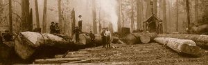 Turn of the century loggers pose with the logs they have just harvested in a remote part of Washington State