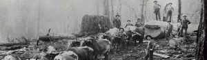 Loggers use oxen to transport the old growth timber to the mill.