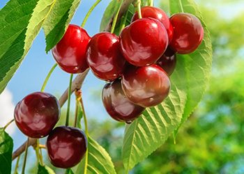 Cherry growers see record-breaking harvest, again.