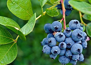 Washington leads blueberry production.