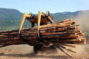 A tractor lifts a bunch of logs, ready for conversion into lumber.