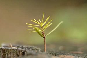 A small fir seedling takes root in a replanted forest.