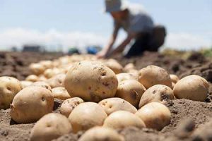 A farmer harvests potatoes in a field.