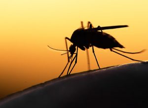 A mosquito lands on a person's arm, seeking a meal.