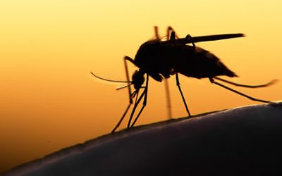 Taking a bite out of malaria.