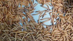 Mealworms in a bucket await further processing as food for livestock.