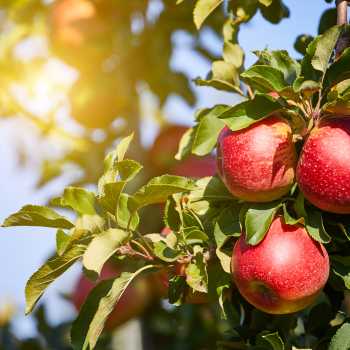 A bunch of red apples on a table