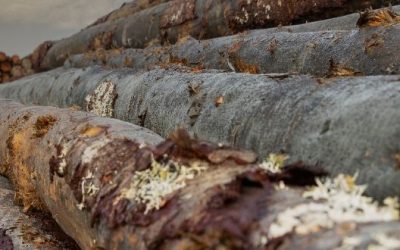 Community collaboration sparks economic growth in Forks