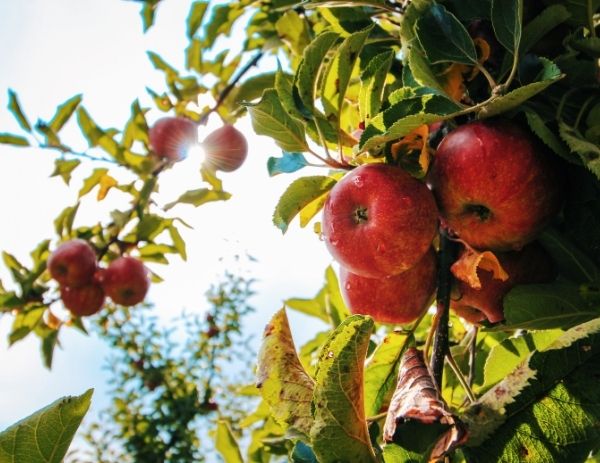 A Cosmic Crisp apple ripens in the midday sun.